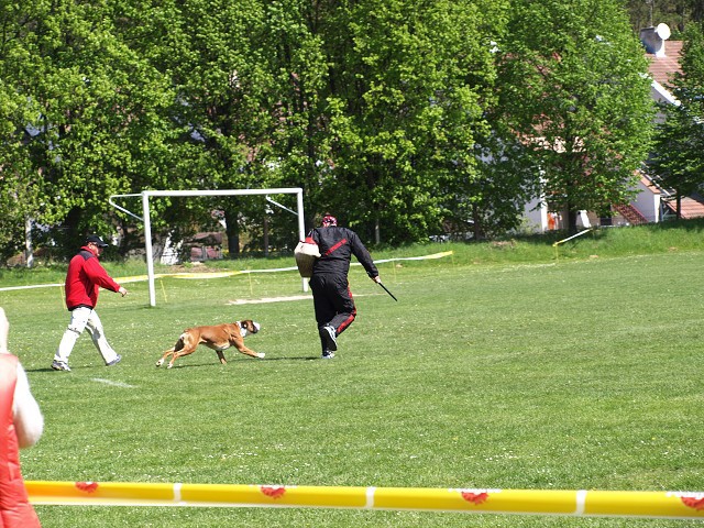 www.atibox.net * www.euroboxer.eu * www.boxergenealogia.eu